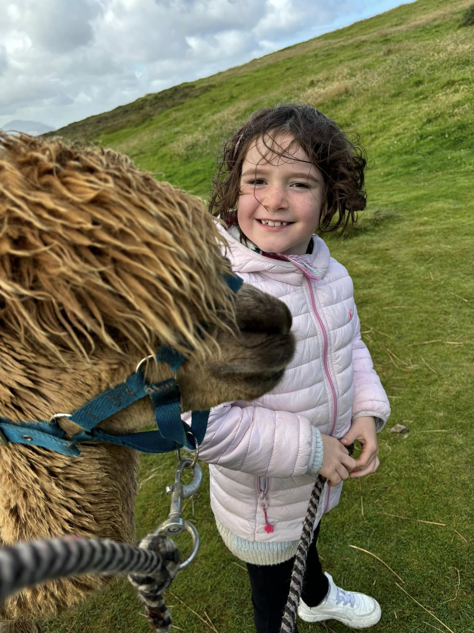 Wild Alpaca Way